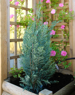 Lawson Cypress 'Columnaris Glauca' - Chamaecyparis lawsoniana 'Columnaris glauca'