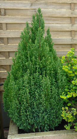Lawson Cypress 'Ellwood's Gold' - Chamaecyparis lawsoniana 'Ellwood's Gold'