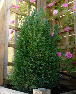 Lawson Cypress 'Ellwoodii' - Chamaecyparis lawsoniana 'Ellwoodii'