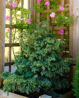 Boulevard Sawara False Cypress - Chamaecyparis pisifera 'Boulevard'