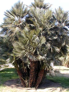 Dwarf fan Palm - Chamaerops humilis