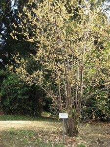 Wintersweet - Chimonanthus praecox