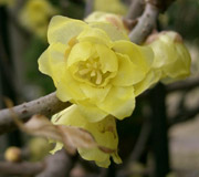 Wintersweet - Chimonanthus praecox - Flowers
