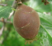 Wintersweet - Chimonanthus praecox - Fruits
