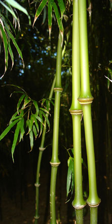 Chimonobambusa tumidissinoda
