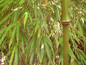 Thamnocalamus tesselatus