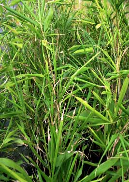 Chimonobambusa quadrangularis Tatejima ou Suow