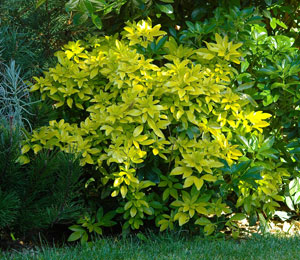 Sundance Mexican orange - Choisya ternata 'Sundance'
