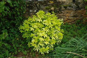 Sundance Mexican orange - Choisya ternata 'Sundance'