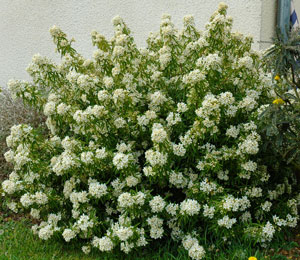 Mexican Orange - Choisya ternata