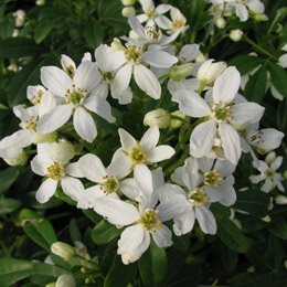 Mexican Orange - Choisya ternata