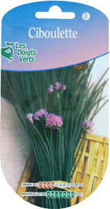 Chives - Allium schoenoprasum