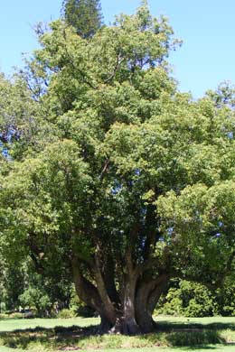 Camphor tree