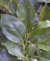 Camphor tree: Foliage