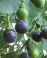 Camphor tree