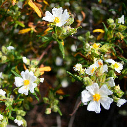 Montpellier Rockrose - Cistus monspeliensis