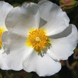 Montpellier Rockrose - Cistus monspeliensis