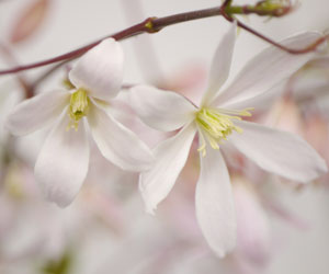Clematis armandii - Clematis armandii