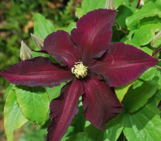 Clematis 'Black Tea' - Clematis 'Black tea'