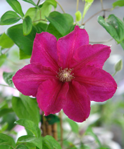 Clematis 'Ernest Markham' - Clematis 'Ernest Markham'