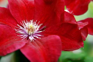 Clematis 'John Howells�' - Clematis 'John Howells�'