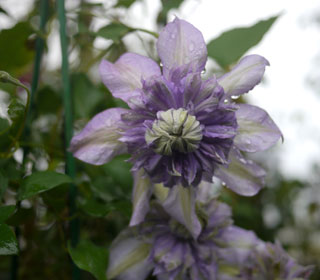 Clematis 'Multiblue' - Clematis 'Multiblue'