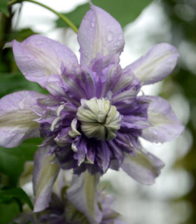 Clematis 'Multiblue' - Clematis 'Multiblue'
