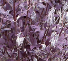 Clematis Crimson - Clematis recta 'Pupurea'