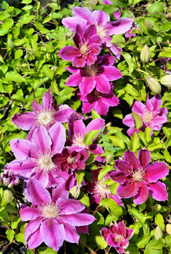 Clematis 'Dr Ruppel' - Clematis 'Dr Ruppel'