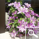 Clematis 'Dr Ruppel' - Clematis 'Dr Ruppel' Clematis 'Dr Ruppel' - Clematis 'Dr Ruppel'
