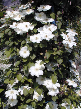 Clematis 'mme lecoultre' - Clematis 'mme lecoultre'