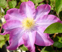 Clematis 'Pink Champagne' - Clematis 'Pink Champagne'
