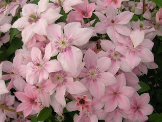 Clematis 'Pink fantasy' - Clematis 'Pink fantasy'