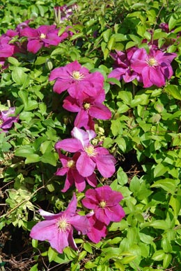 Clematis 'Sunset' - Clematis 'Sunset'