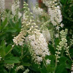 �Pink Spire� Summersweet or 'Pink Spire' Sweet Pepperbush