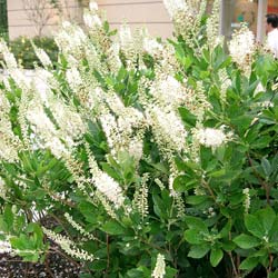 �Pink Spire� Summersweet or 'Pink Spire' Sweet Pepperbush - Clethra alnifolia Pink Spire