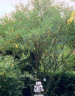 Bladder Senna, Colutea arborescens
