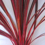 Cabbage Tree - Cordyline australis - dracaena australis