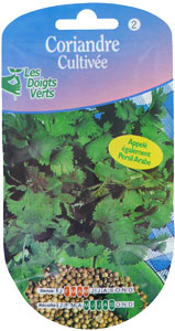 Coriander - Coriandrum sativum