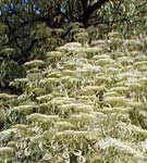 Wedding Cake Tree - Cornus Controversa Variegata