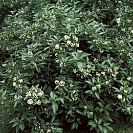 Red Barked Dogwood or Siberian Dogwood - Cornus alba or Cornus tatarica