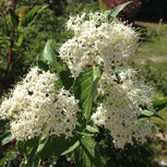 Red Barked Dogwood or Siberian Dogwood