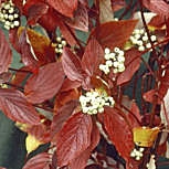 Red Barked Dogwood or Siberian Dogwood