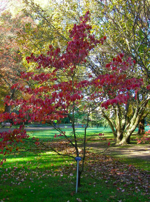 Flowering Dogwood - Cornus florida