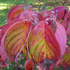 Flowering Dogwood