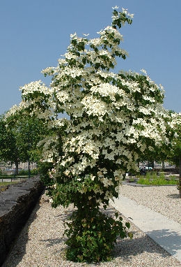 Japanese Flowering Dogwood or Kousa Dogwood - Cornus kousa Japanese Flowering Dogwood or Kousa Dogwood - Cornus kousa