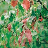 Are+kousa+dogwood+berries+poisonous+to+dogs