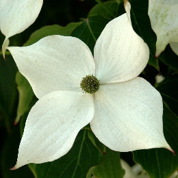 Kousa+dogwood+leaves