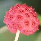 Kousa+dogwood+berries+poisonous+dogs