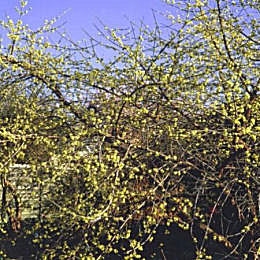 Cornelian Cherry Dogwood or European Cornel